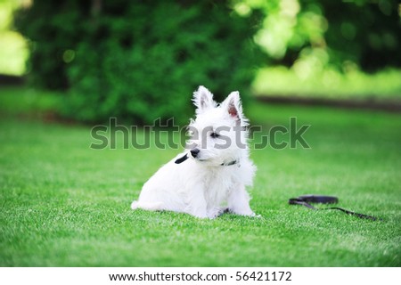 small white dog plays  on green lawn