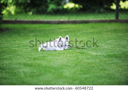 small white dog lies on  green lawn