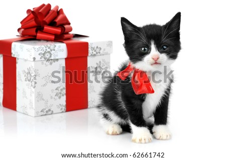 small cute kitten near gift box