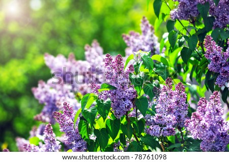 purple lilac bush blooming in  May day. City park