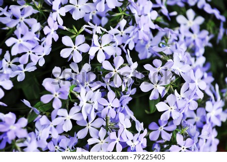 small purple flowers  bloom  in late spring  and early summer.