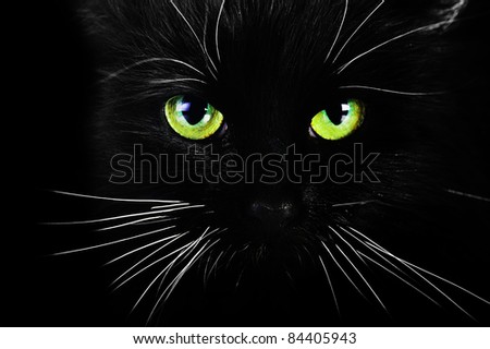 black cat on black background