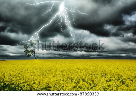 thunderstorm under alone tree in yellow field