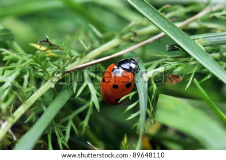 Red ladybird with seven black dots sitting on green grass. Beautiful nature