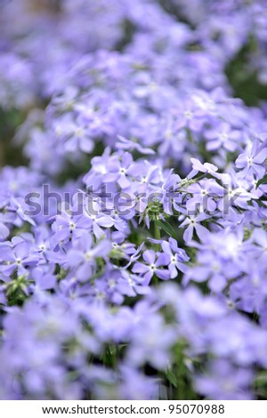 purple  phlox subulata.  small flowers bloom  in late spring  and early summer.