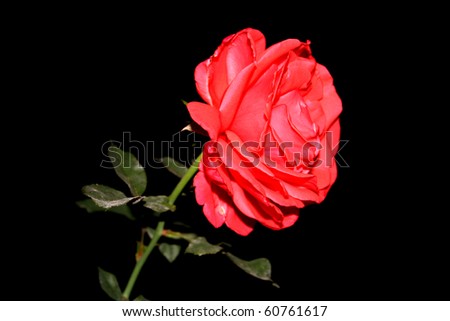 flower images rose red. stock photo : Rose Red Flower Thorn Gift Love Leaf Petal