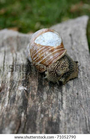 The Garden snail on wet cement floor