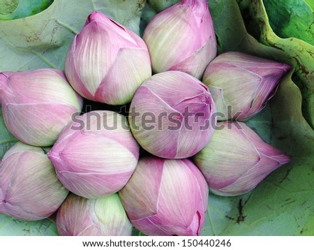lotus flower,use to worship the Buddha image on holy days and religious holidays in thailand