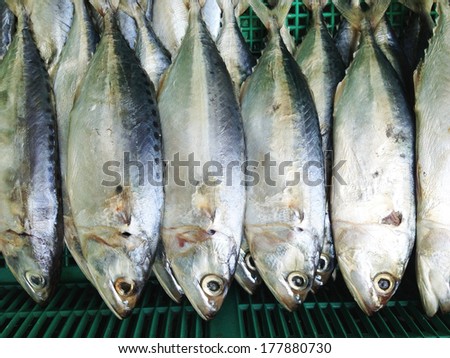 Mackerel fish background