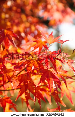 close up Image of red Japanese maple leaves