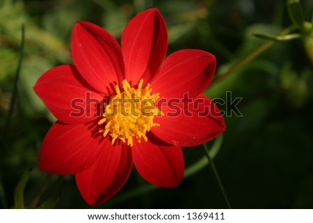 Red japanese flower