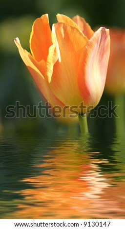 beautiful orange flower reflected in water
