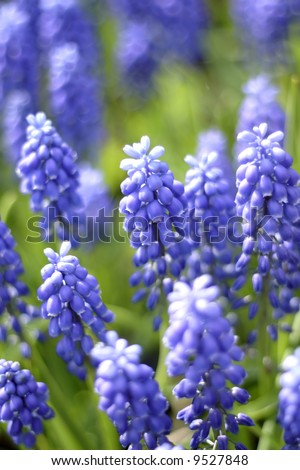 Blue Flowers on Blue Spring Flowers Stock Photo 9527848   Shutterstock