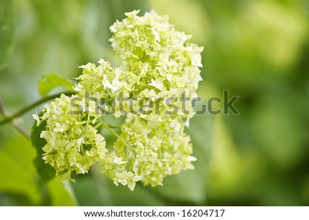 Detail of hydrangea or hortensia flower. Hydrangea macrophylla