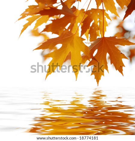 leaves reflecting in the water, shallow focus