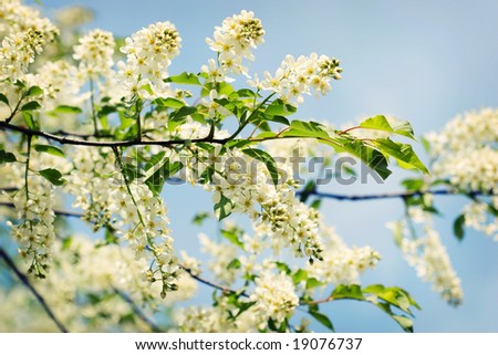 Blossoming bird cherry in the spring, flower tree on natural background