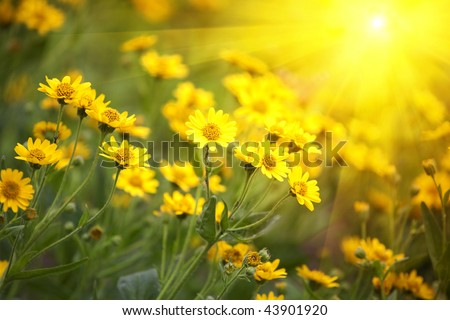 yellow flowers and morning dew