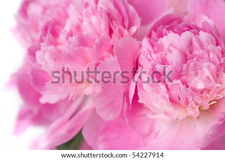 bunch of peony flowers isolated on white