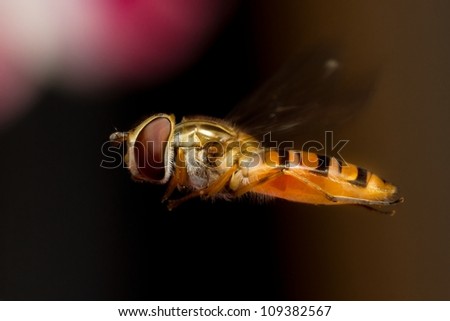 Close up macro photo of a flying hover fly