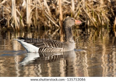 A Greylag goose swimming on lake with rush in the background