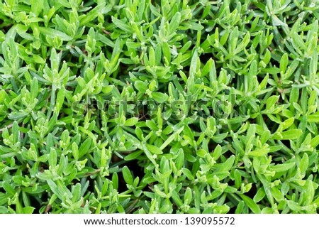 Full frame photo of green lavender without flowers