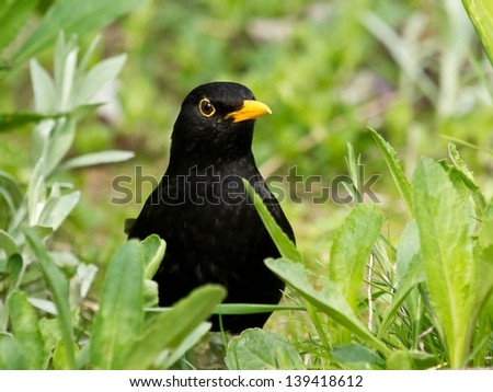 Eurasian common blackbird lurking from behind plants