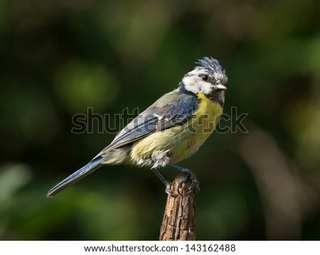 Bluetit perched on the tip of a vertical branch