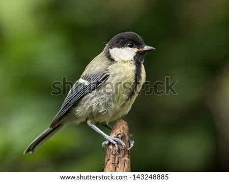 Juvenile great tit perched on the tip of a brown branch