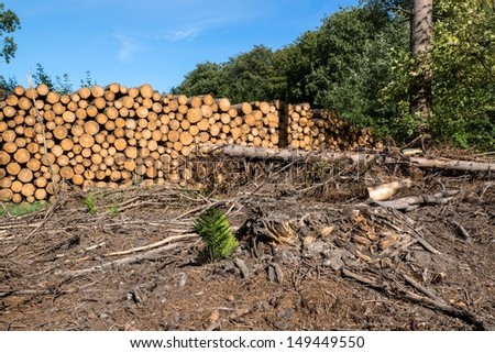 Stacked lumber with cleared forest in the foreground