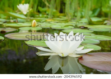 White water lily flower and leafs