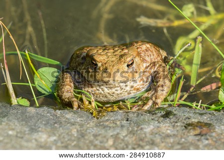 Toad sitting at the water edge looking up