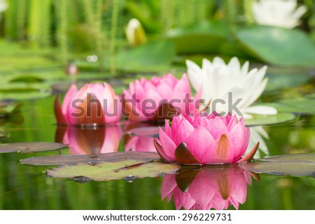 Red and white water lilies in a garden pond