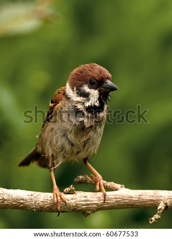 Funny looking wet european Tree Sparrow just after a bath.