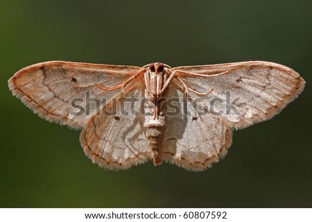 Moth seen from the under side