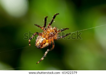 European Garden Spider in it\'s web, seen from the under side