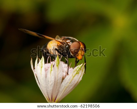 Hover fly, Volucella pellucens, in an Astrantia Major flower