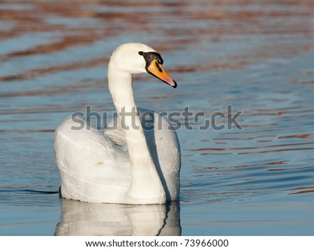 Mute swan male showing off in morning light