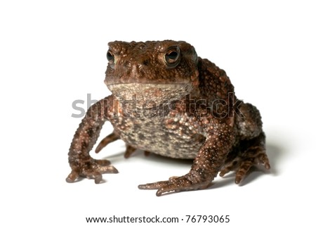 Bufo Bufo Toad