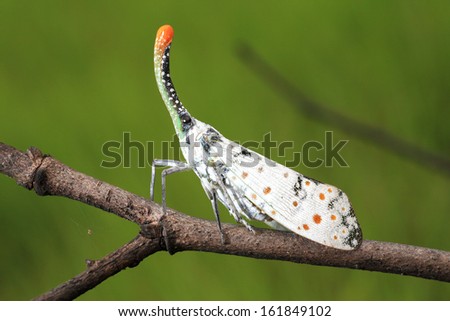 Lanternfly the insect in tropical forests, Thailand.