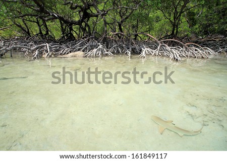 Black tip reef shark in clear water with mangrove forrest, Surin Islands, Phang-Nga, Thailand.