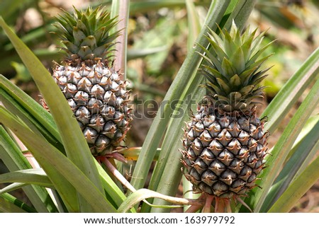 Fresh Pineapple in farm.