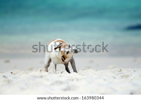 Jack Russell Terrier shaking sand off on the tropical beach.