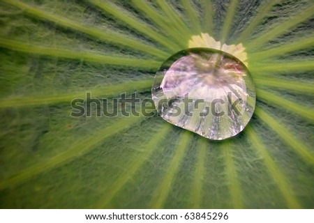 A water drop on lotus leaf .