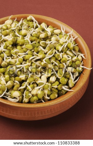 close up of sprouted seeds of green gram