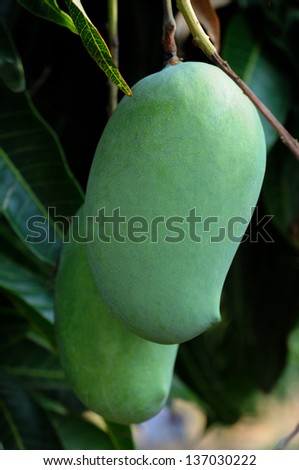 green mango , Fresh and green Mango , A mango tree with full of fruits