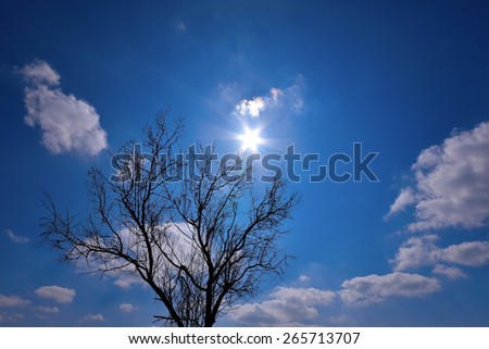 sun star blue sly cloud and silhouette of tree