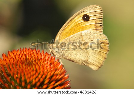 Butterfly on flower background texture