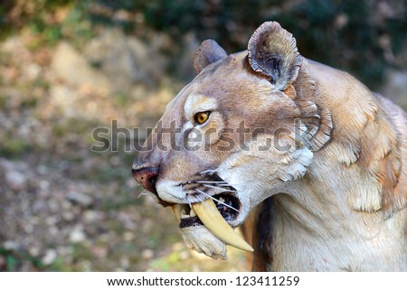 Smilodon - Saber Tooth Tiger, artificial model photographed outdoor