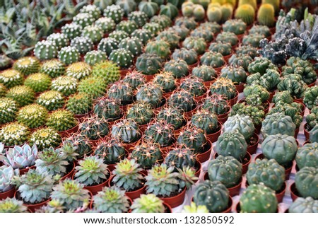 Various types of succulent plants to the flower market, selective focus