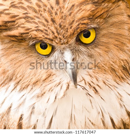 Face of Owl close up